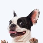 epagelmaties dog category-by Creative International